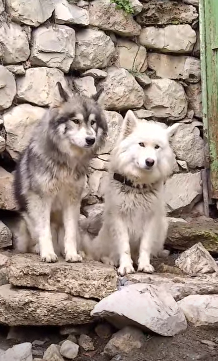 جوز هاسكي مالموت